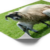 Poster Temps d'alimentation pour les agneaux de mouton (Coin)