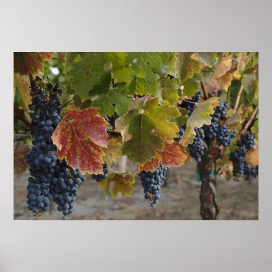 Poster Temps de récolte (Devant)