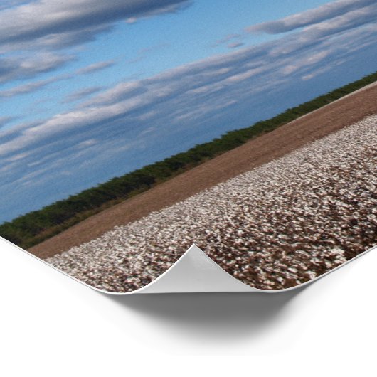 Poster Temps de récolte dans une toile de champ de coton  (Coin)