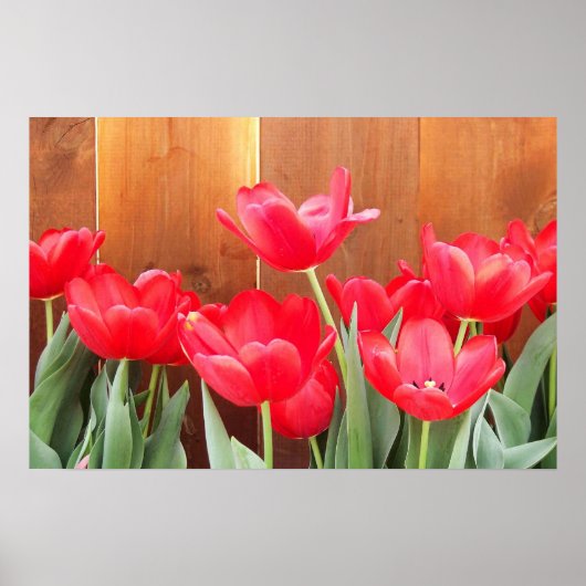 Poster Temps de tulipe (Devant)