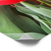 Poster Temps de tulipe (Coin)
