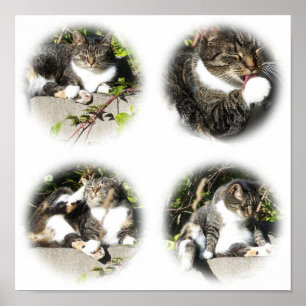 Poster Temps libre d'une copie de collage de chat
