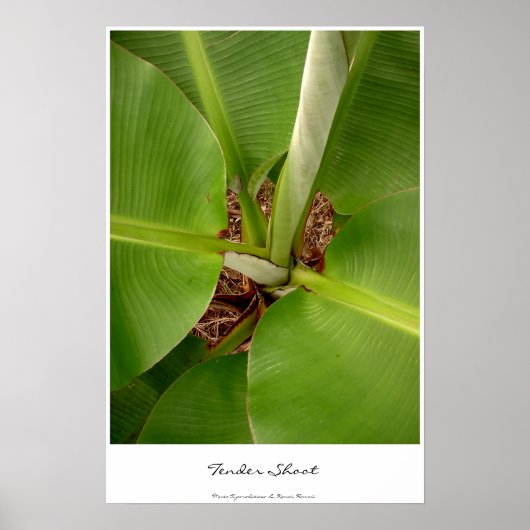 Poster Tendances d'appel d'offres (Devant)