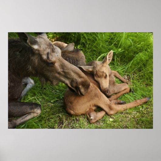 Poster Tendre Mère Moose (Devant)