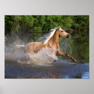 Poster Tennessee Walker courant dans l'eau