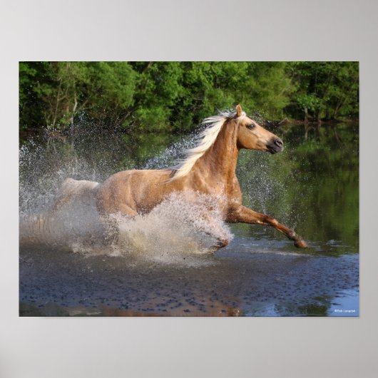 Poster Tennessee Walker courant dans l'eau (Devant)