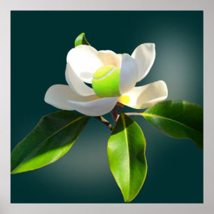 Poster Tennis Magnolia, tennis