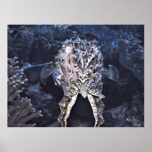 Poster Tentacles de cutte