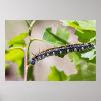 Tente Caterpillar sur un chêne