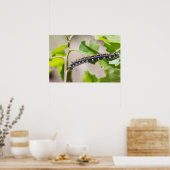 Poster Tente Caterpillar sur un chêne (Cuisine)