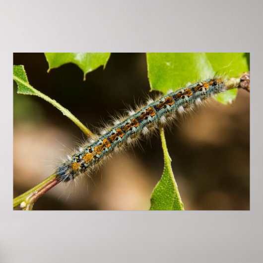 Poster Tente Caterpillar Wall Art (Devant)