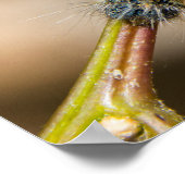 Poster Tente Caterpillar Wall Art (Coin)