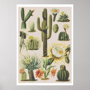 Poster ter illustratie van botanische cactus