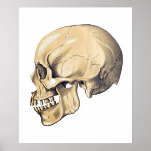  Poster ter illustratie van de schedel