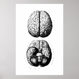 Poster ter illustratie van hersenanatomie