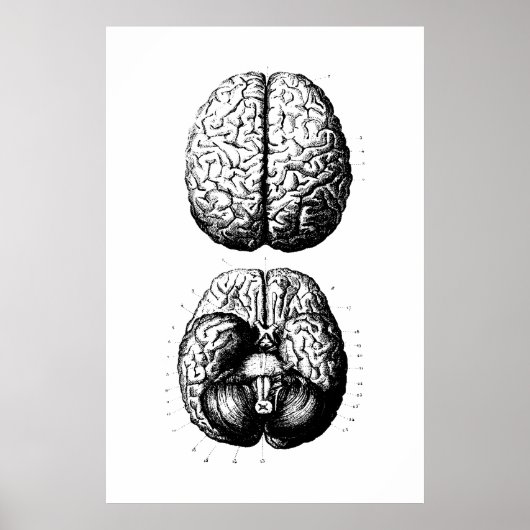 Poster ter illustratie van hersenanatomie (Voorkant)