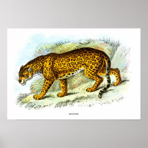 Poster ter illustratie van jaguar-dieren