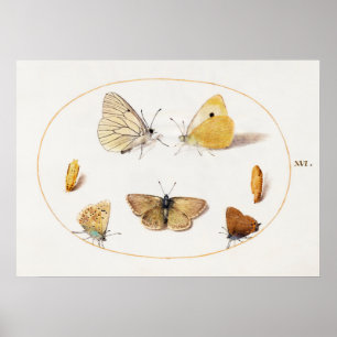 Poster ter illustratie van vlinder