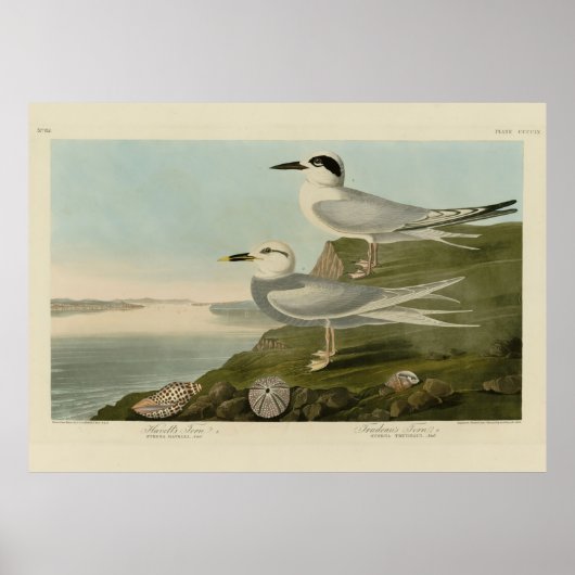 Poster Tern Audubon Birds of America de Havell et Trudeau (Devant)