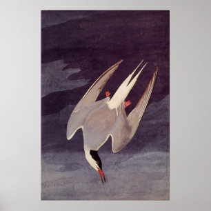 Poster Terne arctique par John James Audubon, Oiseaux Vin