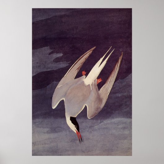 Poster Terne arctique par John James Audubon, Oiseaux Vin (Devant)