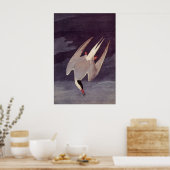 Poster Terne arctique par John James Audubon, Oiseaux Vin (Cuisine)