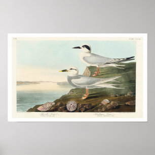 Poster Terne de Havell et terne de Trudeau par Audubon