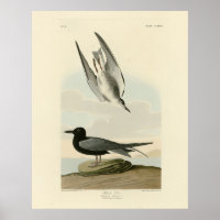 Terne noire des oiseaux d'Amérique d'Audubon