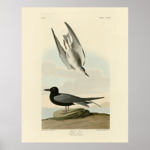 Poster Terne noire des oiseaux d'Amérique d'Audubon