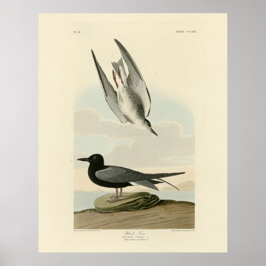 Poster Terne noire des oiseaux d'Amérique d'Audubon (Devant)