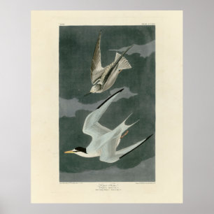 Poster Terne Petit (Moins) - Oiseaux d'Amérique d'Audubon
