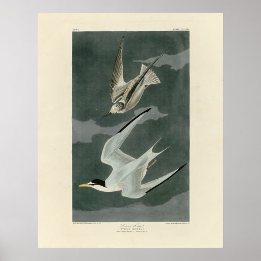 Poster Terne Petit (Moins) - Oiseaux d'Amérique d'Audubon (Devant)