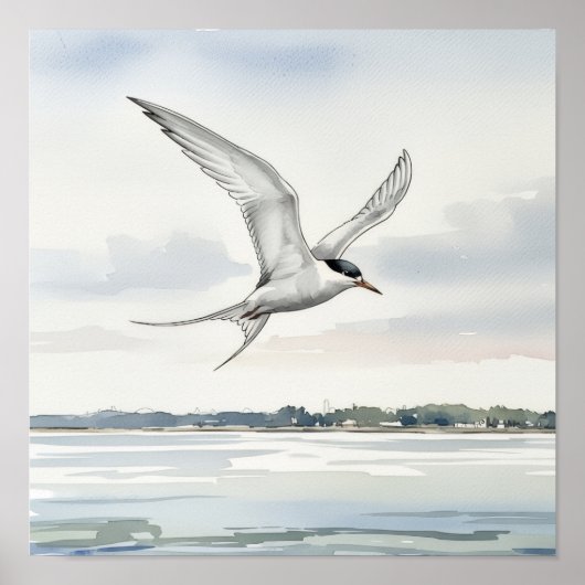 Poster Terne survolant la baie (Devant)