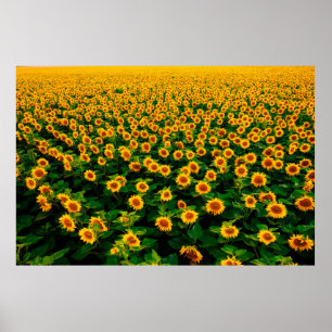 Poster Terrain avec des tournesols jaune vif par jour ens