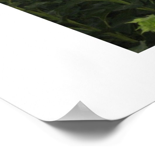 Poster Terrain de tournesol (Coin)