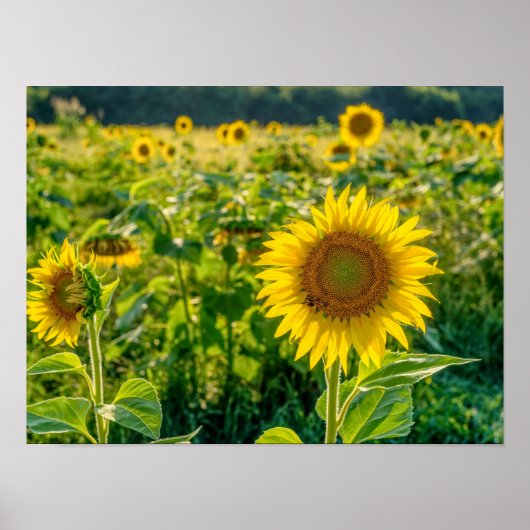 Poster Terrain de tournesol doré (Devant)
