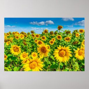 Poster Terrain de tournesol en été par temps ensoleill