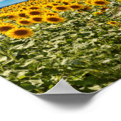 Poster Terrain de tournesol en Toscane (Coin)