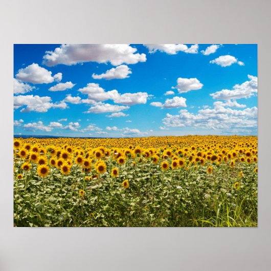 Poster Terrain de tournesol en Toscane (Devant)