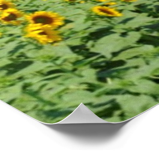 Poster Terrain de tournesol jaune (Coin)