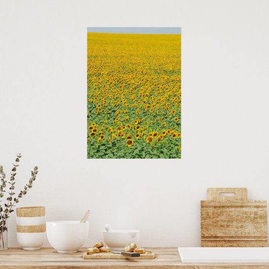 Poster Terrain de tournesol jaune (Cuisine)