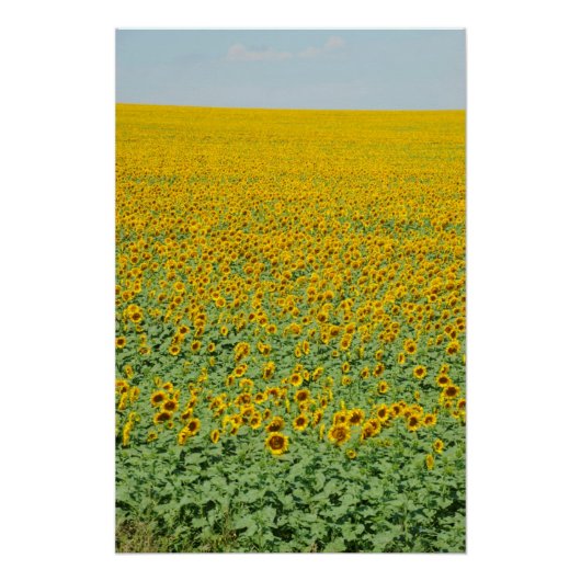 Poster Terrain de tournesol jaune (Devant)