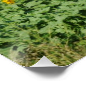 Poster Terrain de tournesol jaune (Coin)