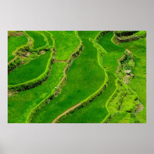 Poster Terrasses de riz (Devant)