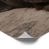 Poster Terre-Neuve Dog Relaxant (Coin)