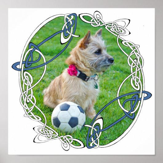 Poster Terrier Cairn Football (Devant)