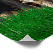 Poster Terrier de chasse allemand (Jagdterrier) (Coin)