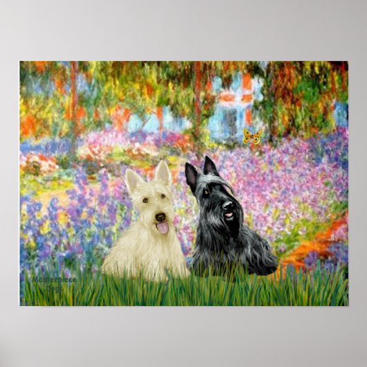 Poster Terrier Écossais (deux NB) - Jardin (Devant)
