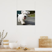 Poster Terrier féminin de l'ouest des hautes terres de di (Cuisine)