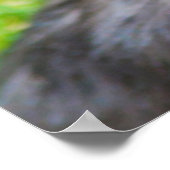 Poster Terrier looking up (Coin)